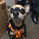Carrie Yee - @mysweetboyricco - Instagram