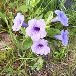 Augustine C Tomba - @augustinecarson - Instagram