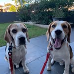 Bruno and Carson 🐶🐾 - @bruno.and.carson - Instagram