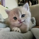 Carson - @carson_chen1 - Instagram