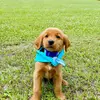 Cooper Carson Clegg🐾 - @coops_golden_life - TikTok