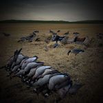 Carson Cross - @blastem_waterfowl - Instagram