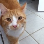 Carson Ford & Stripes - @stripesiscute1 - Instagram