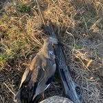 Carson Freeman - @carsonfreeman23 - Instagram