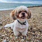 Buddy Carson Lake 🏰 - @buddy_oo_oo_the_shih_tzu - Instagram