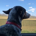 Carson Mcdaniel - @carsonmcdaniel66 - Instagram