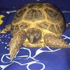 Carson Michael - @carsonthetortoise - TikTok