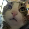 Tropclsno - @carsonosborne - TikTok