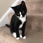 Carson Owens - @carson_the.tuxie - Instagram