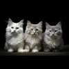 carson parring - @carson.parring1 - TikTok