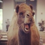 Carson Patton - @peanutbrittle_man - Instagram