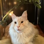 Carson & Percy - @sircarsonthemainecoon - Instagram