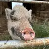 Karson Phipps - @karsonphipps - TikTok