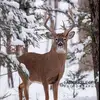 Carson Pitts 🦌🦆🎣 - @carsonpitts778 - TikTok