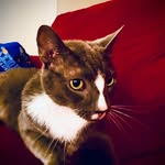 Carson Powers - @rpo_charizard - Instagram