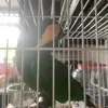 carsonrankin3 - @carsonrankin3 - TikTok