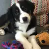 Carson Reynolds - @carson.reynolds02 - TikTok