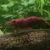 carsonrife11 - @pristineaquatics - TikTok
