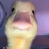 carsonhritz - @carsonhritz - TikTok