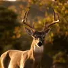 Carson Thompson - @user819300023067 - TikTok