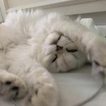 Carson Wong - @carson_mi - Instagram