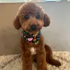 Carter Boy - @carterthetoypoodle - TikTok