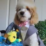 Carterboy_Cockapoo - @carterboy_cockapoo - Instagram