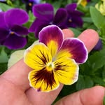 Carter Burwell - @burwellherbs - Instagram