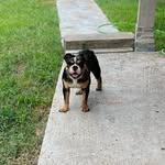 Carter Calhoun (English Bulldog) - @everybdyluvscarter - Instagram