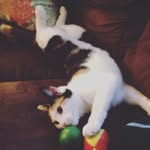 Carter Chambers - @carterkitty2 - Instagram