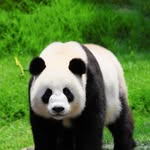 Carter Cheng - @qingyun8086 - Instagram