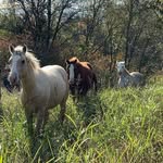 Carter and Madi Clements - @clearcreekpastures - Instagram