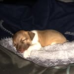 Chance Carter Collier🐾 - @chancecartercollier - Instagram