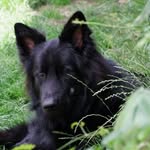 Carter Souldog Cooper - @carter.cooper.311 - Instagram