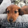 🐾🩵🌭CooperCarterWeenie🌭🩵🐾 - @coopercartertheweenie - TikTok