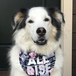 Carter the Craft Beer Dog - @carterthecraftbeerdog - Instagram