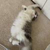 Carter Crisp - @cartercaresaboutcats101 - TikTok