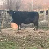 Carter crouch - @cowmancmc - TikTok