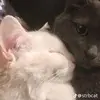 davidkushnerfan72 - @carter.dorton.alt - TikTok
