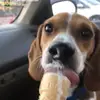 CarterDaBeagle - @carterdabeagle - TikTok