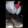 Yes - @cartergross92 - TikTok