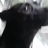 pinkponyclub - @carterhamilton2 - TikTok