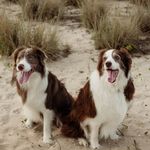 Carter & Oakley - @carter.oakley.bordercollies - Instagram