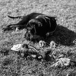 Oakley Carter - @oakley.carter.woof - Instagram