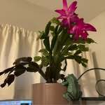 Mary Carver Hallman - @carverhallman - Instagram