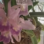 Caryl Dinkelman - @caryldinkelman - Instagram