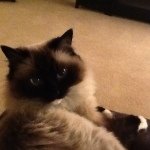 Linda Cary-Greene - @catpest - Instagram