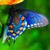 Carrie Gulledge733 - @carriegulledge1972 - TikTok