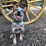 Cary Petersen - @for_a_civilized_dog - Instagram