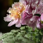Deni Cary Phillips - @infinityphotodeni - Instagram
